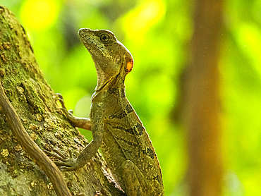 A juvenile male common basilisk (Basiliscus basiliscus) on a tree next to a stream in Caletas, Costa Rica, Central America