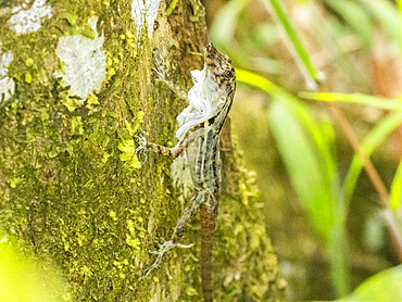 An adult border anole (Anolis limifrons) shedding its skin in a tree at Playa Blanca, Costa Rica, Central America