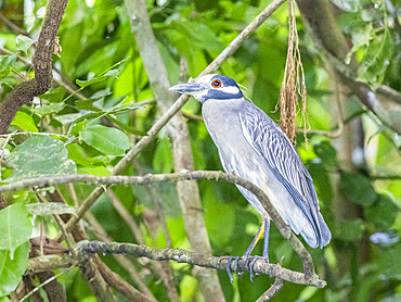 An adult yellow-crowned night heron (Nyctanassa violacea) along the shoreline at Playa Blanca, Costa Rica, Central America