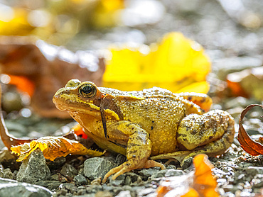 An adult European common frog (Rana temporaria) on the ground in Hainich National Park, Thuringia, Germany, Europe