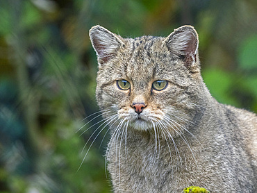 An adult captive European wildcat (Felis silvestris), at the Wildcat Village Hütscheroda, Thuringia, Germany, Europe