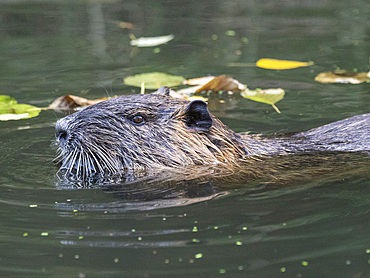 An adult nutria (Myocastor coypus), an invasive species introduced from South America, Spree Forest, Germany, Europe