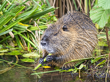 An adult nutria (Myocastor coypus), an invasive species introduced from South America, Spree Forest, Germany, Europe