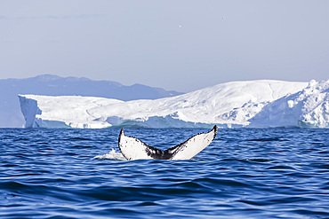 An adult humpback whale (Megaptera novaeangliae), flukes up dive amongst the icebergs of Ilulissat, Western Greenland, Polar Regions