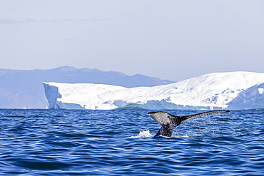 An adult humpback whale (Megaptera novaeangliae), flukes up dive amongst the icebergs of Ilulissat, Western Greenland, Polar Regions