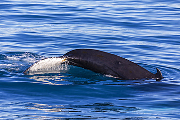 An adult humpback whale (Megaptera novaeangliae), flukes up dive amongst the icebergs of Ilulissat, Western Greenland, Polar Regions