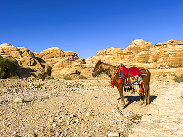 Jordanian horse, Petra Archaeological Park, UNESCO World Heritage Site, one of the New Seven Wonders of the World, Petra, Jordan, Middle East