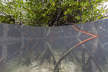 Above/below view of the shallow mangroves off Bangka Island, off the northeastern tip of Sulawesi, Indonesia, Southeast Asia, Asia