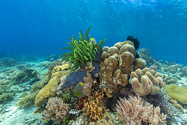 Corals in the crystal clear water in the shallow reefs off Bangka Island, off the northeastern tip of Sulawesi, Indonesia, Southeast Asia, Asia