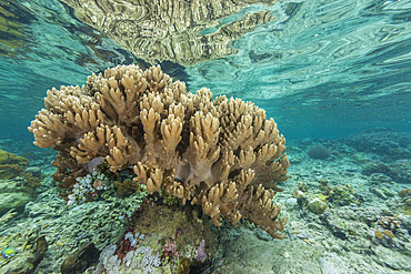 Corals in the crystal clear water in the shallow reefs off Bangka Island, off the northeastern tip of Sulawesi, Indonesia, Southeast Asia, Asia