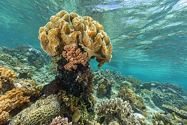 Corals in the crystal clear water in the shallow reefs off Bangka Island, off the northeastern tip of Sulawesi, Indonesia, Southeast Asia, Asia