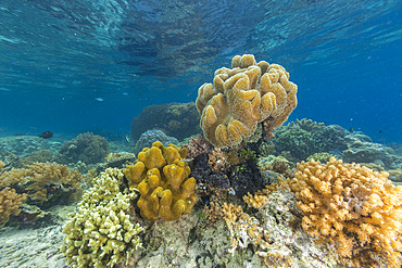 Corals in the crystal clear water in the shallow reefs off Bangka Island, off the northeastern tip of Sulawesi, Indonesia, Southeast Asia, Asia