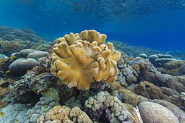 Corals in the crystal clear water in the shallow reefs off Bangka Island, off the northeastern tip of Sulawesi, Indonesia, Southeast Asia, Asia