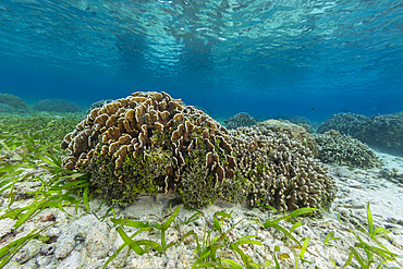 Corals in the crystal clear water in the shallow reefs off Bangka Island, off the northeastern tip of Sulawesi, Indonesia, Southeast Asia, Asia