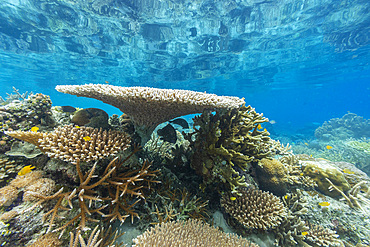 Corals in the crystal clear water in the shallow reefs off Bangka Island, off the northeastern tip of Sulawesi, Indonesia, Southeast Asia, Asia