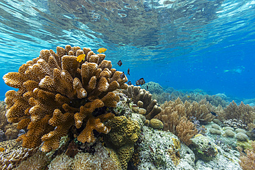 Corals in the crystal clear water in the shallow reefs off Bangka Island, off the northeastern tip of Sulawesi, Indonesia, Southeast Asia, Asia