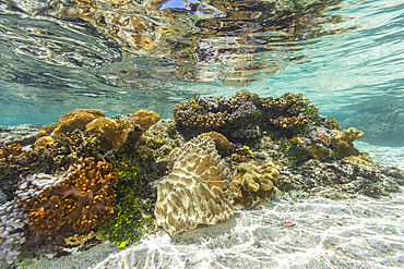 Corals in the crystal clear water in the shallow reefs off Bangka Island, off the northeastern tip of Sulawesi, Indonesia, Southeast Asia, Asia