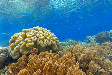 Corals in the crystal clear water in the shallow reefs off Bangka Island, off the northeastern tip of Sulawesi, Indonesia, Southeast Asia, Asia