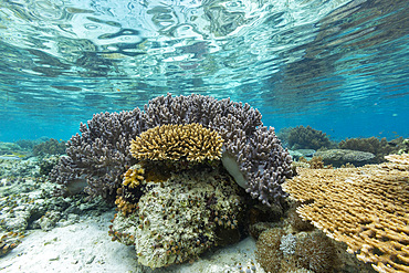 Corals in the crystal clear water in the shallow reefs off Bangka Island, off the northeastern tip of Sulawesi, Indonesia, Southeast Asia, Asia