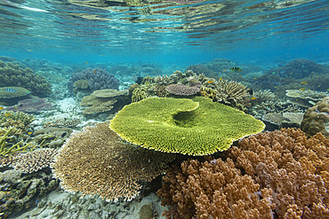 Corals in the crystal clear water in the shallow reefs off Bangka Island, off the northeastern tip of Sulawesi, Indonesia, Southeast Asia, Asia