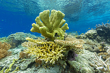 Corals in the crystal clear water in the shallow reefs off Bangka Island, off the northeastern tip of Sulawesi, Indonesia, Southeast Asia, Asia