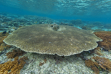 Corals in the crystal clear water in the shallow reefs off Bangka Island, off the northeastern tip of Sulawesi, Indonesia, Southeast Asia, Asia