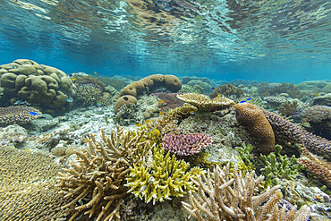 Corals in the crystal clear water in the shallow reefs off Bangka Island, off the northeastern tip of Sulawesi, Indonesia, Southeast Asia, Asia