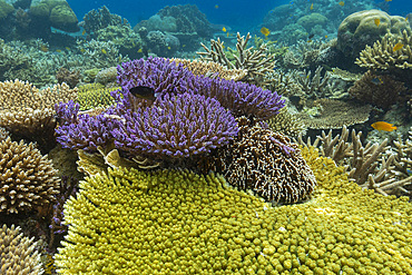 Corals in the crystal clear water in the shallow reefs off Bangka Island, off the northeastern tip of Sulawesi, Indonesia, Southeast Asia, Asia