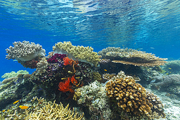 Corals in the crystal clear water in the shallow reefs off Bangka Island, off the northeastern tip of Sulawesi, Indonesia, Southeast Asia, Asia