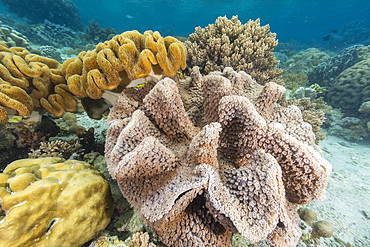 Corals in the crystal clear water in the shallow reefs off Bangka Island, off the northeastern tip of Sulawesi, Indonesia, Southeast Asia, Asia