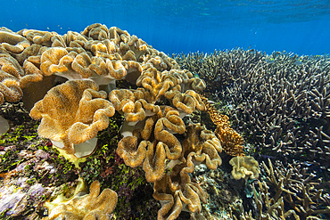 Corals in the crystal clear water in the shallow reefs off Bangka Island, off the northeastern tip of Sulawesi, Indonesia, Southeast Asia, Asia