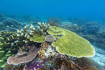 Corals in the crystal clear water in the shallow reefs off Bangka Island, off the northeastern tip of Sulawesi, Indonesia, Southeast Asia, Asia