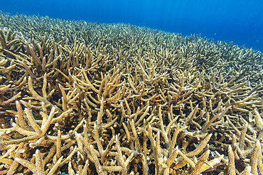 Corals in the crystal clear water in the shallow reefs off Bangka Island, off the northeastern tip of Sulawesi, Indonesia, Southeast Asia, Asia