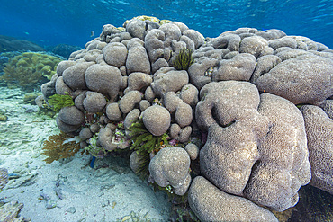 Corals in the crystal clear water in the shallow reefs off Bangka Island, off the northeastern tip of Sulawesi, Indonesia, Southeast Asia, Asia