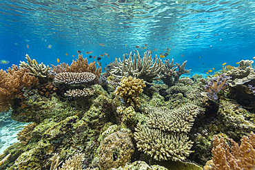 Corals in the crystal clear water in the shallow reefs off Bangka Island, off the northeastern tip of Sulawesi, Indonesia, Southeast Asia, Asia