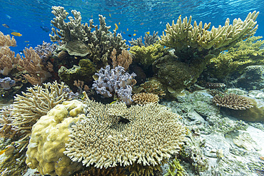 Corals in the crystal clear water in the shallow reefs off Bangka Island, off the northeastern tip of Sulawesi, Indonesia, Southeast Asia, Asia