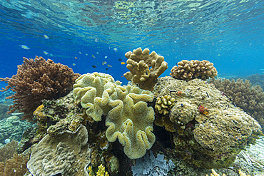 Corals in the crystal clear water in the shallow reefs off Bangka Island, off the northeastern tip of Sulawesi, Indonesia, Southeast Asia, Asia