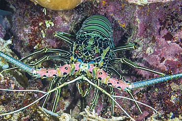 An adult painted spiny lobster (Panuluris versicolor), hunting off Bangka Island, off the northeastern tip of Sulawesi, Indonesia, Southeast Asia, Asia