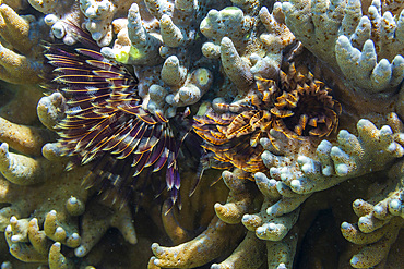 Radioles extending from the branchial stalk of a Spirographis feather duster worm, in the shallow reefs off Bangka Island, Indonesia, Southeast Asia, Asia