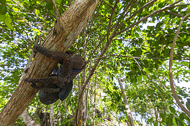 An adult coconut crab (Birgus latro), on land on Gam Island, Raja Ampat, Indonesia, Southeast Asia, Asia