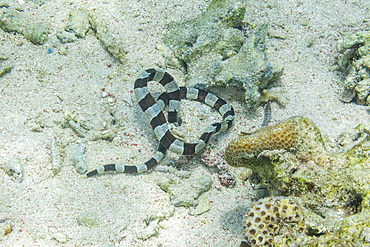 An adult Harlequin snake eel (Myrichthys colobrinus), hunting off Bangka Island, off the northeastern tip of Sulawesi, Indonesia, Southeast Asia, Asia