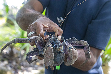 Local guide holding an adult coconut crab (Birgus latro), on land on Gam Island, Raja Ampat, Indonesia, Southeast Asia, Asia