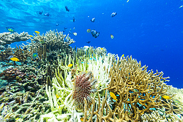 An adult Crown-of-Thorns starfish (Acanthaster planci), in the shallow reefs off Bangka Island, Indonesia, Southeast Asia, Asia