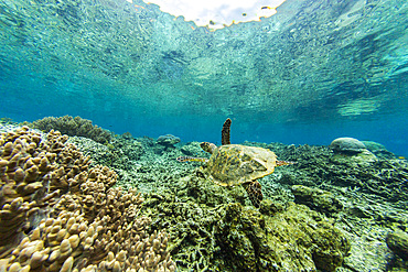 An adult hawksbill turtle (Eretmochelys imbricata), on Sauwaderek Village Reef, Raja Ampat, Indonesia, Southeast Asia, Asia