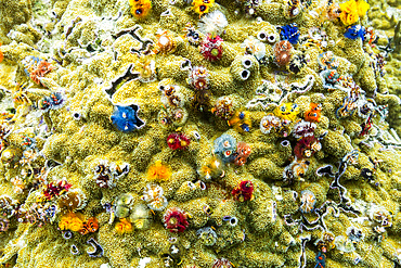 Christmas tree worms (Spirobranchus giganteus), in the shallow reefs off Bangka Island, Indonesia, Southeast Asia, Asia