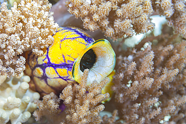 A golden sea squirt (Polycarpa aurata), on the reef off Bangka Island, off the northeastern tip of Sulawesi, Indonesia, Southeast Asia, Asia