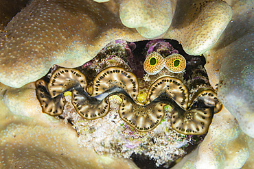 Giant Tridacna clams, genus Tridacna, in the shallow reefs off Bangka Island, off the northeastern tip of Sulawesi, Indonesia, Southeast Asia, Asia