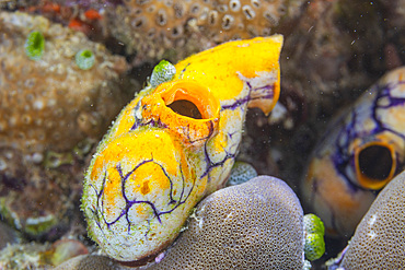 A golden sea squirt (Polycarpa aurata), on the reef off Bangka Island, off the northeastern tip of Sulawesi, Indonesia, Southeast Asia, Asia