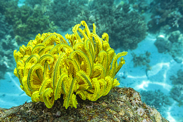 Bennett's feather star (Oxycomanthus bennetti), in the shallow reefs off Bangka Island, Indonesia, Southeast Asia, Asia