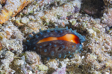 A chocolate banded cowry (Talparia talpa), at night in the rubble on Kri Island, Raja Ampat, Indonesia, Southeast Asia, Asia